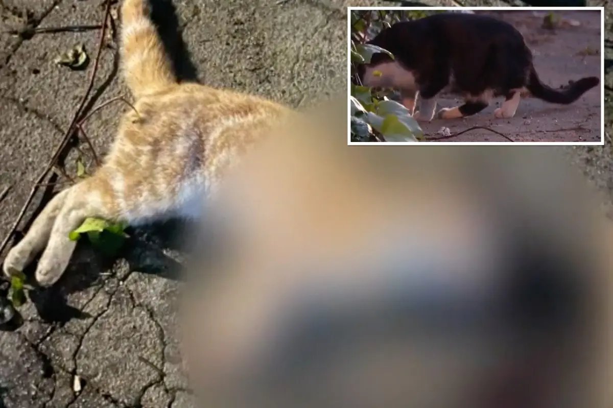  LA cats and dogs found dismembered and dumped in trash