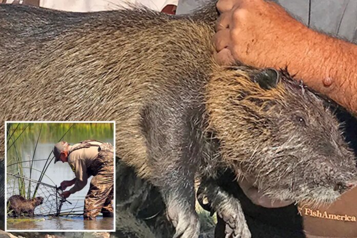 Invasion-of-nutria-rodents-in-California-may-have-been-intentional.jpg