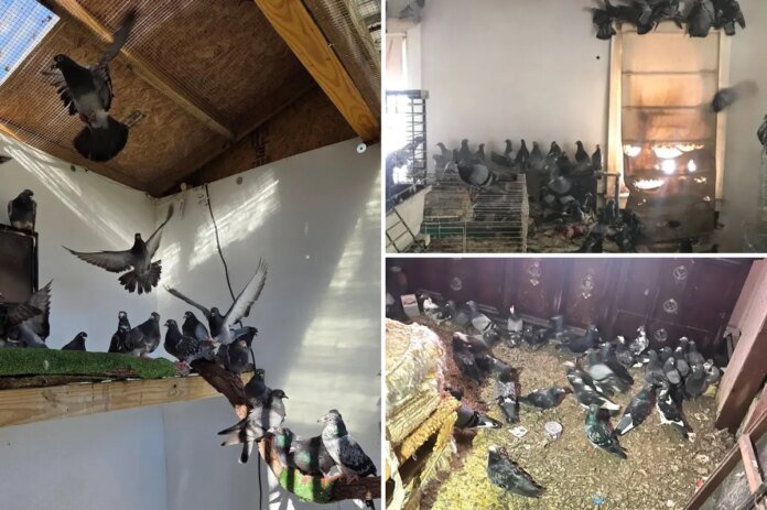 More-than-300-pigeons-found-in-Pennsylvania-hoarder-home-‘The.jpg