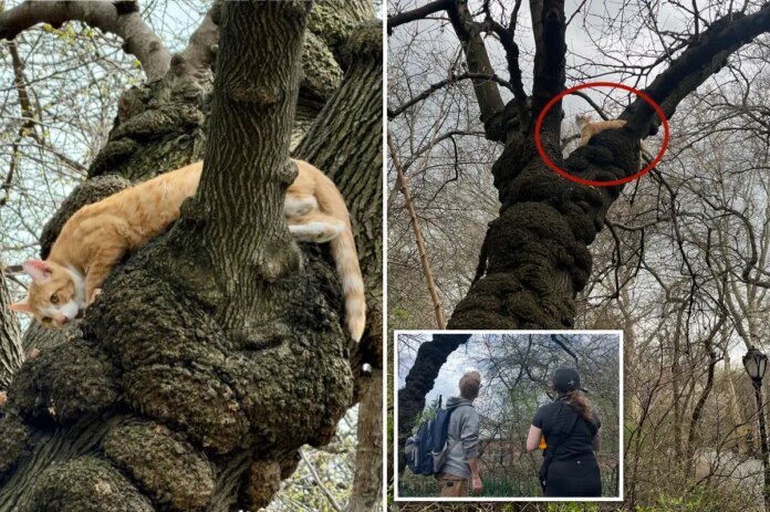 Mr-Kitty-evades-numerous-rescue-attempts-in-Central-Park-trees.jpg