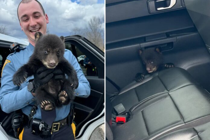 Un-bear-ably-cute-NJ-troopers-rescue-bear-cub-from-busy-highway.jpg