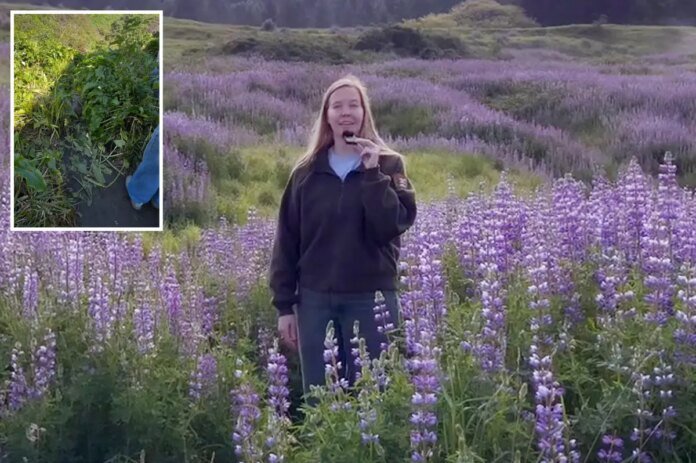 California-park-highlights-wildflowers-despite-recent-bloom-vandalism.jpg