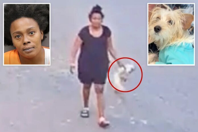 Puppy-dies-after-Florida-woman-filmed-kicking-throwing-pooch.jpg