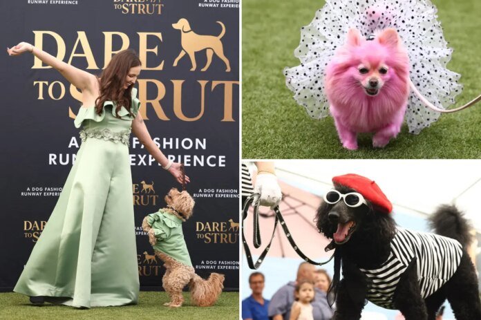 Adorable-doggy-fashion-show-Dare-to-Strut-takes-Los-Angeles.jpg