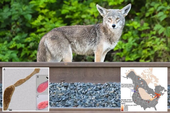 Deadly-‘fox-tapeworm-linked-to-lethal-disease-detected-in-West.jpg