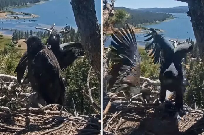 Horrifying-moment-Big-Bear-Lake-eaglet-plunges-from-nest.jpg