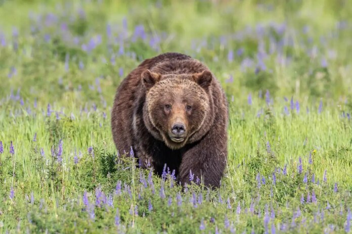 Mass-grizzly-bear-reintroduction-in-California-moves-step-closer.jpg