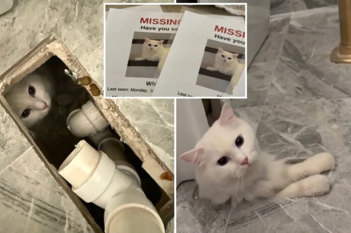 Missing-Massachusetts-cat-miraculously-found-underneath-owners-new-bathtub.jpg