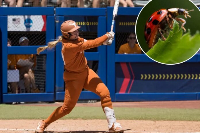 Texas-softball-star-Hannah-Wells-has-wild-lady-bug-eating-superstition.jpg