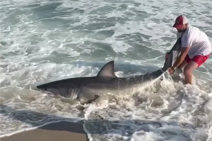 Wild-video-shows-fisherman-wrestling-with-great-white-shark-on.jpg