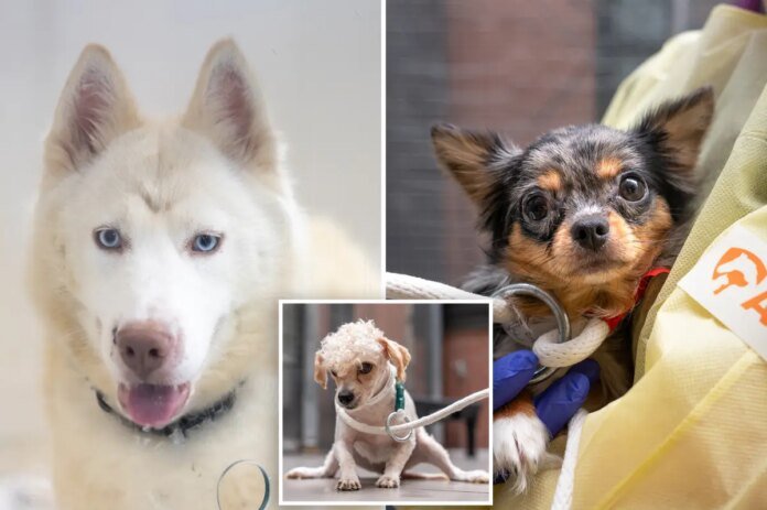 Woman-45-arrested-after-over-two-dozen-animals-including-dead.jpg