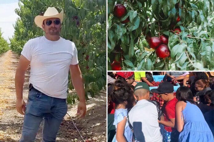 Central-Valley-farmer-gives-away-thousands-of-free-nectarines-amid.jpg
